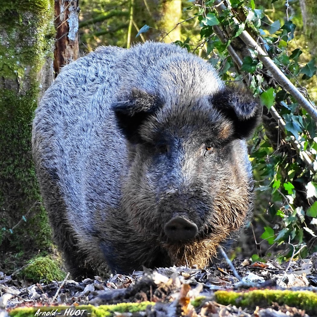 Parc animalier Chailluz Besançon 1
