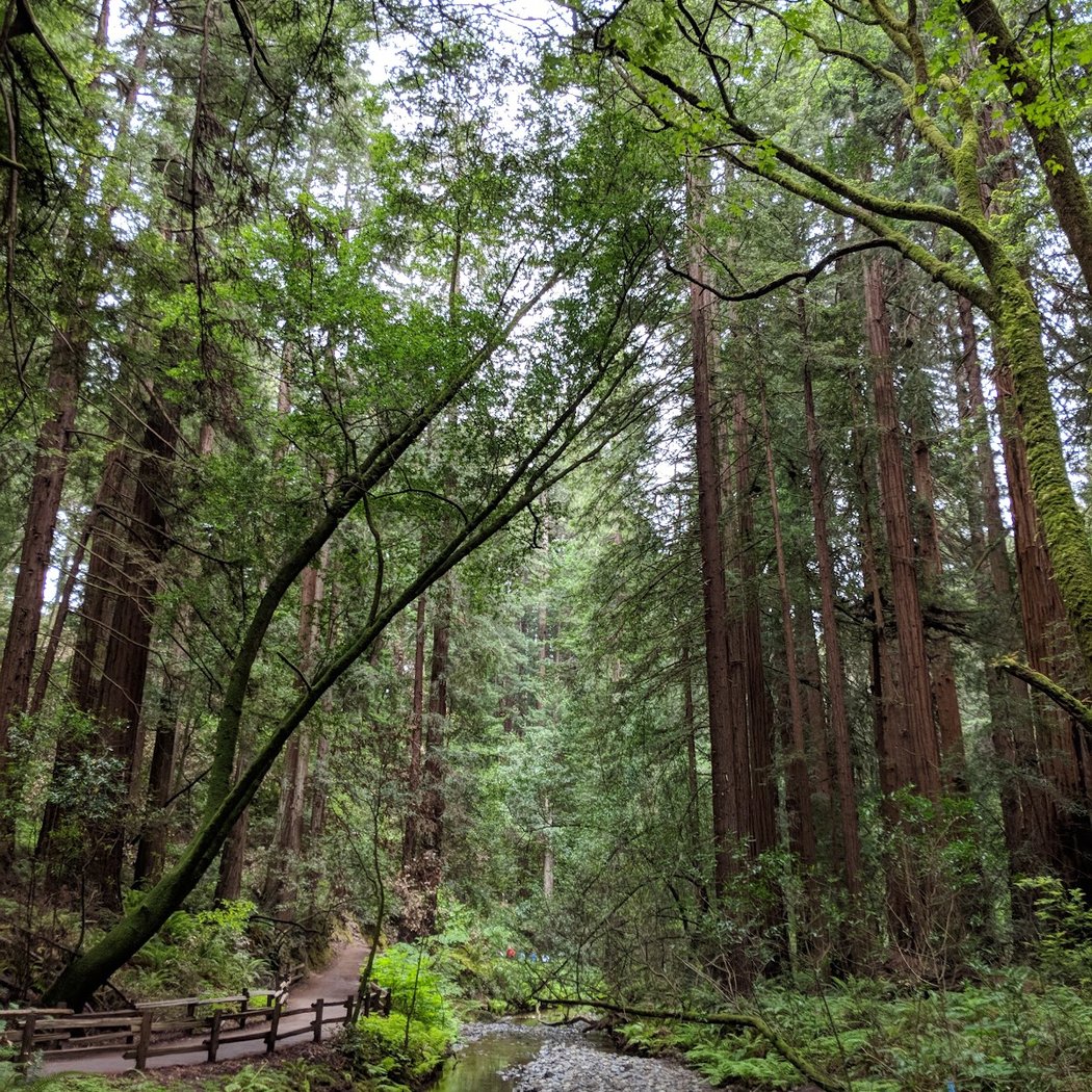 Free National Parks Day: Muir Woods + Ships at Hyde Street Pier 4