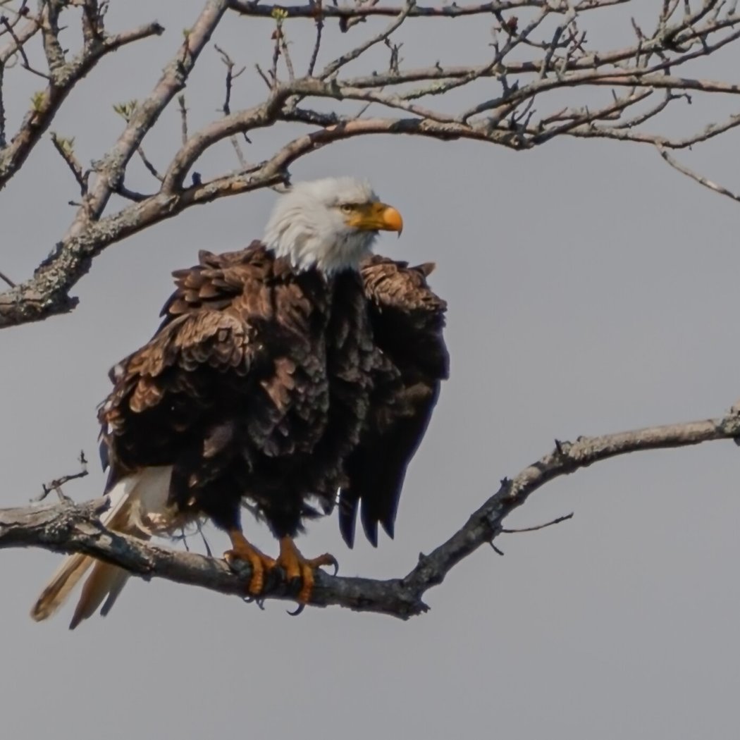 Fall Birding at Horn Pond 1