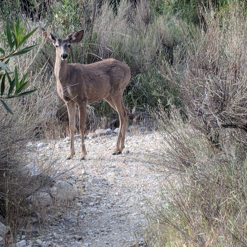 Rosemont Preserve Open Gate 1