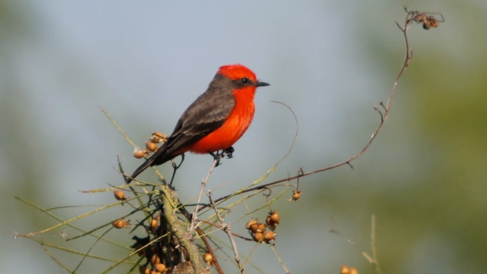 FREE Entry Day – World Nature Conservation Day 3