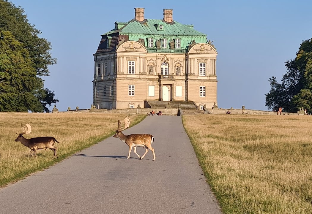 Sth - servicehunde til Handicappede Dog-A-Thon 2