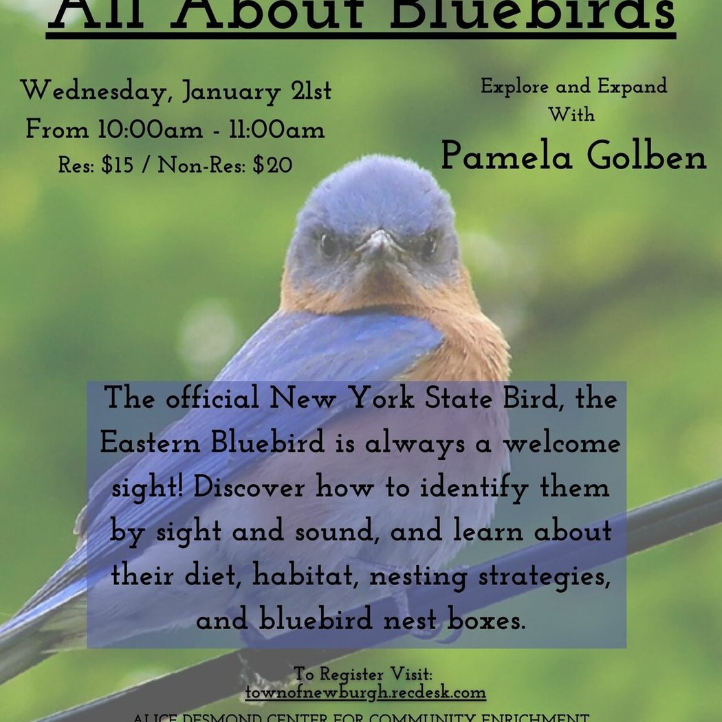 All About BlueBirds 1