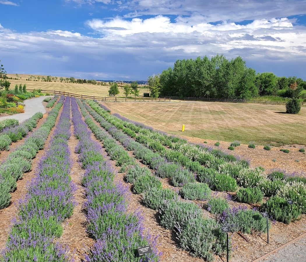 Mindful Birdwatching at Chatfield Farms 4