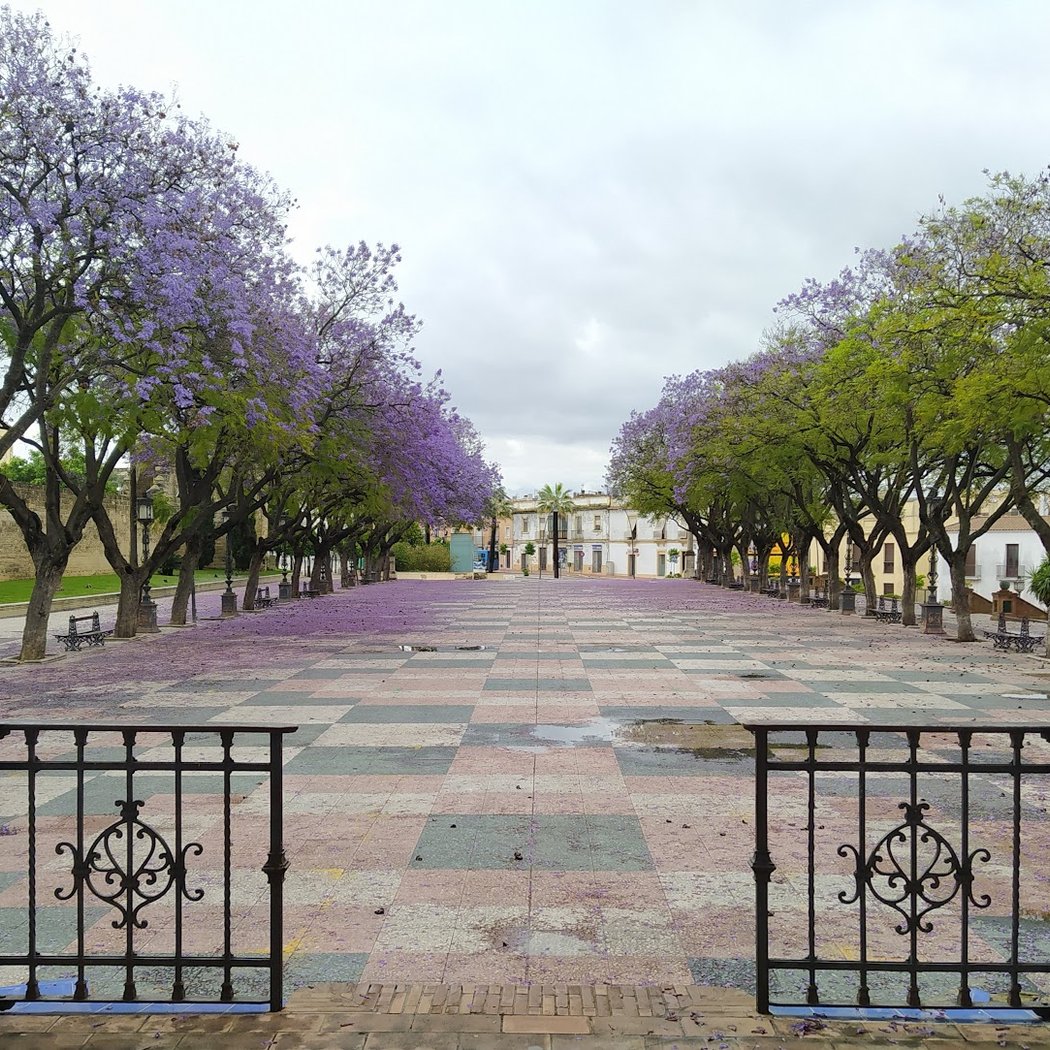 Alameda Vieja 3