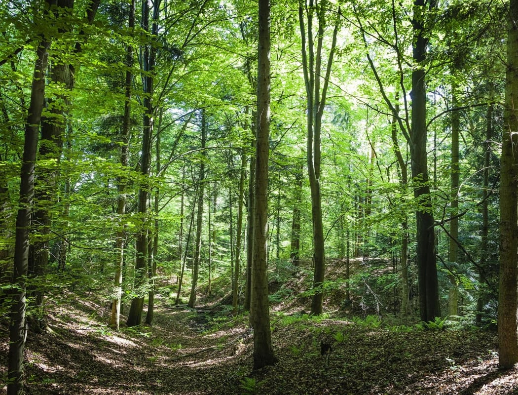 La Forêt d'Ivry 1