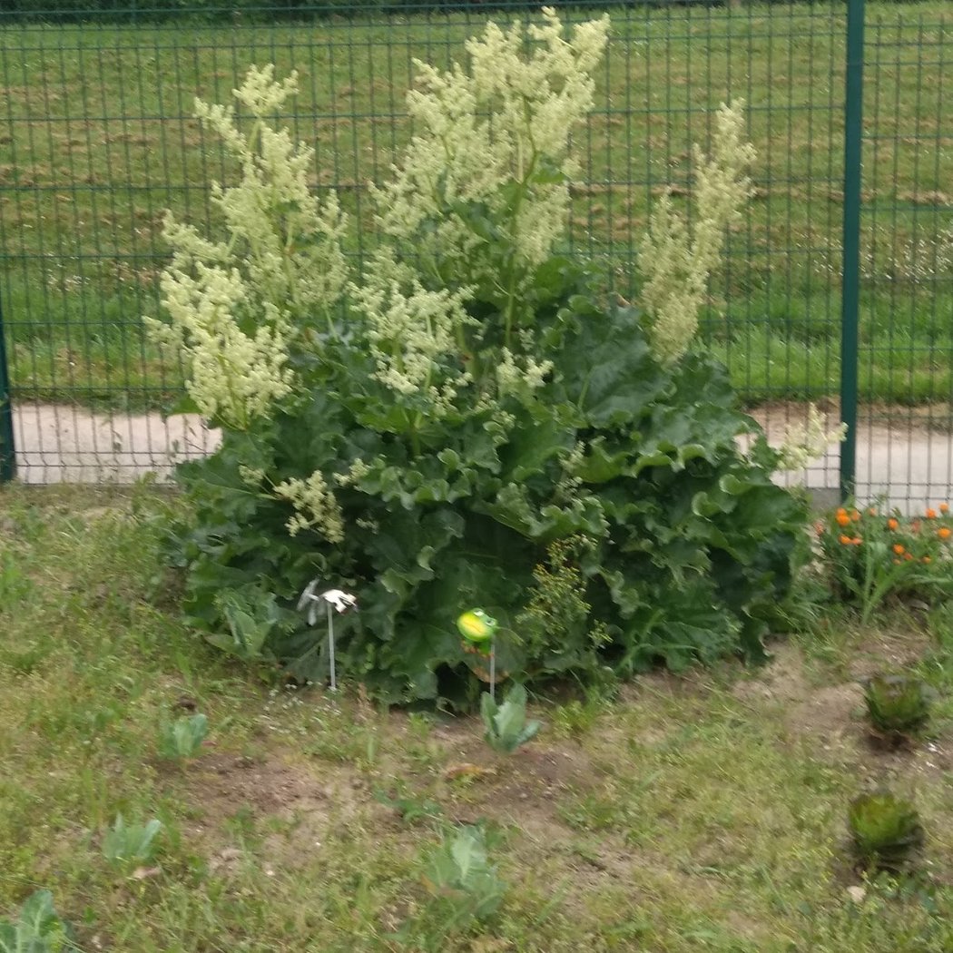 Jardins familiaux de La Rabotiere 1