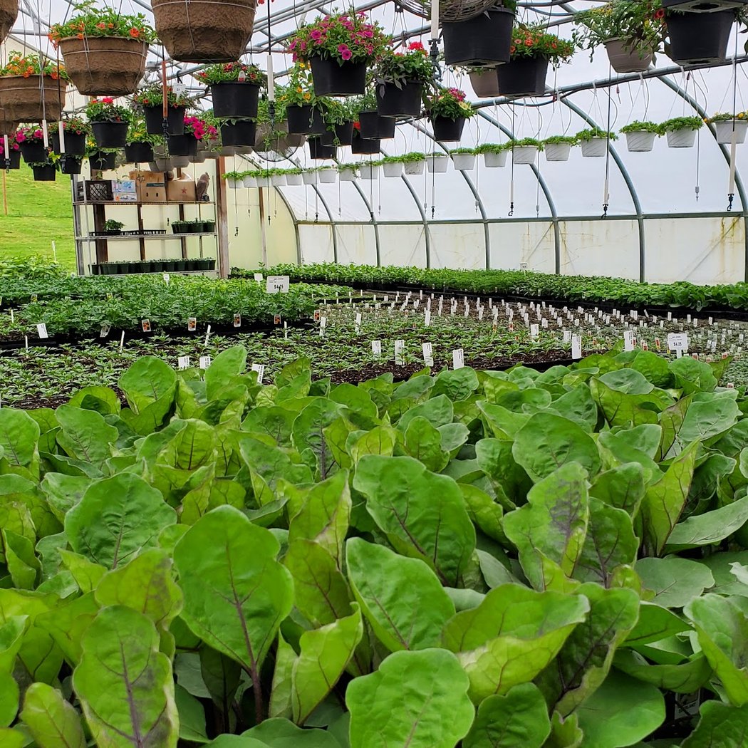 Mike's Hothouse 1