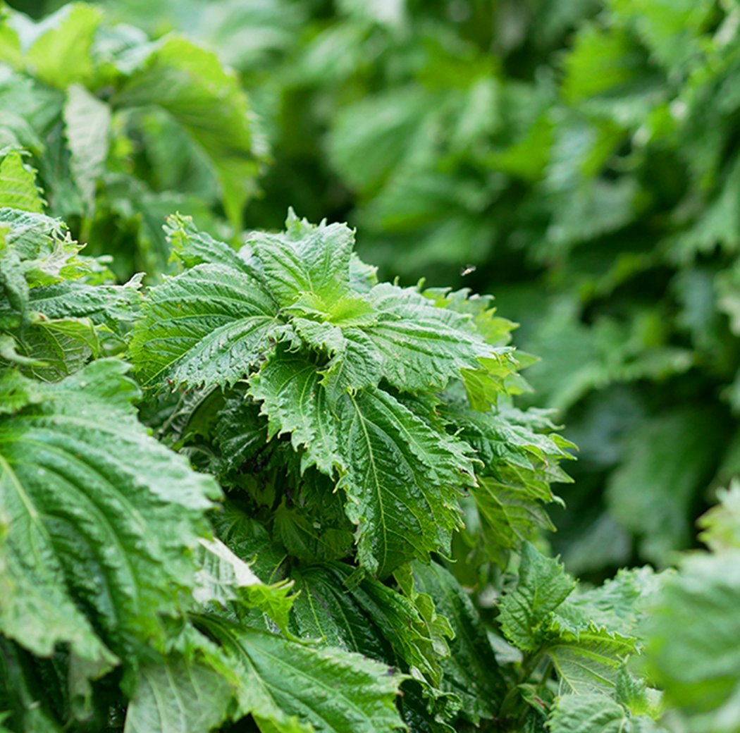 Atelier Créativ'Aroma Adulte by Salvia 2
