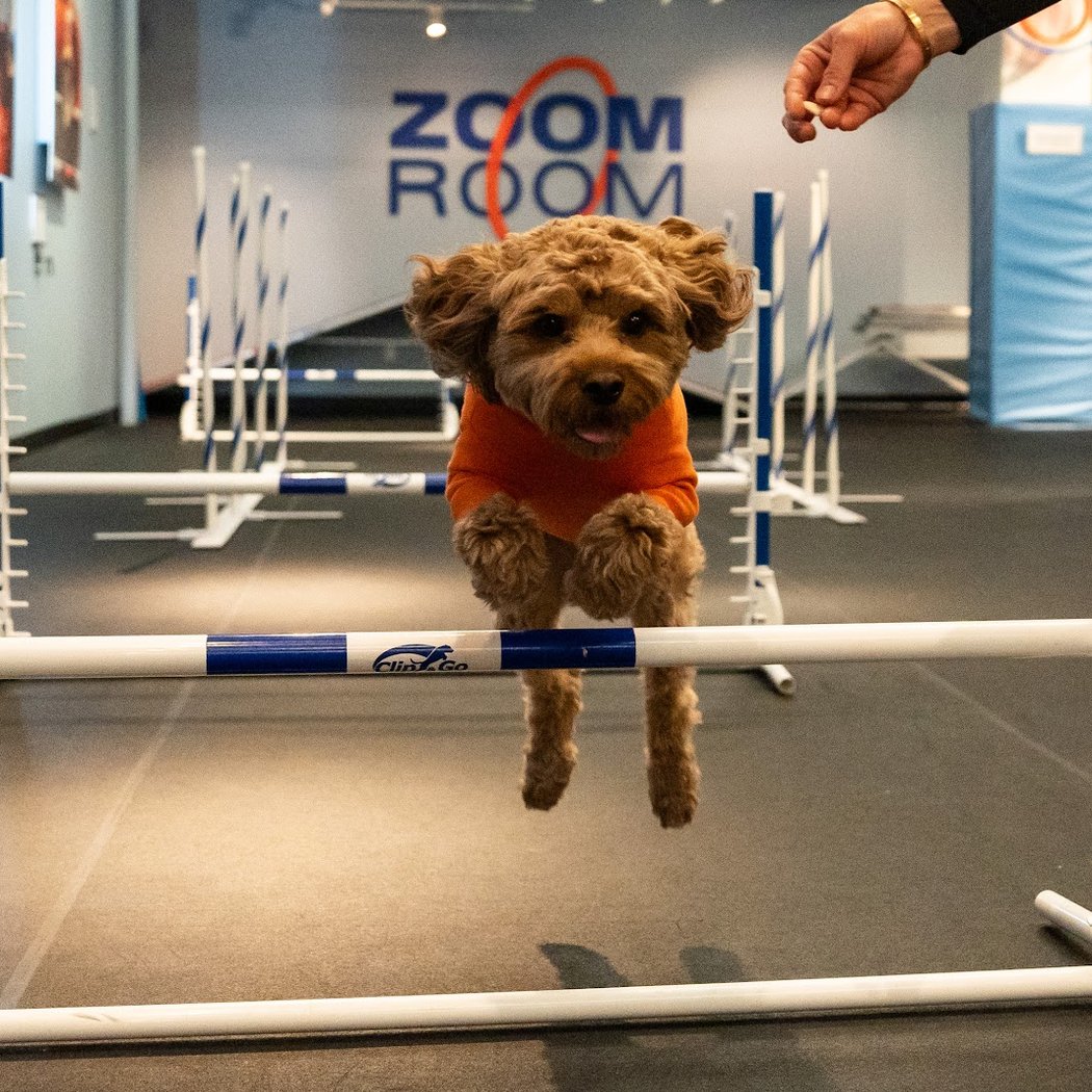 Zoom Room Dog Training 1