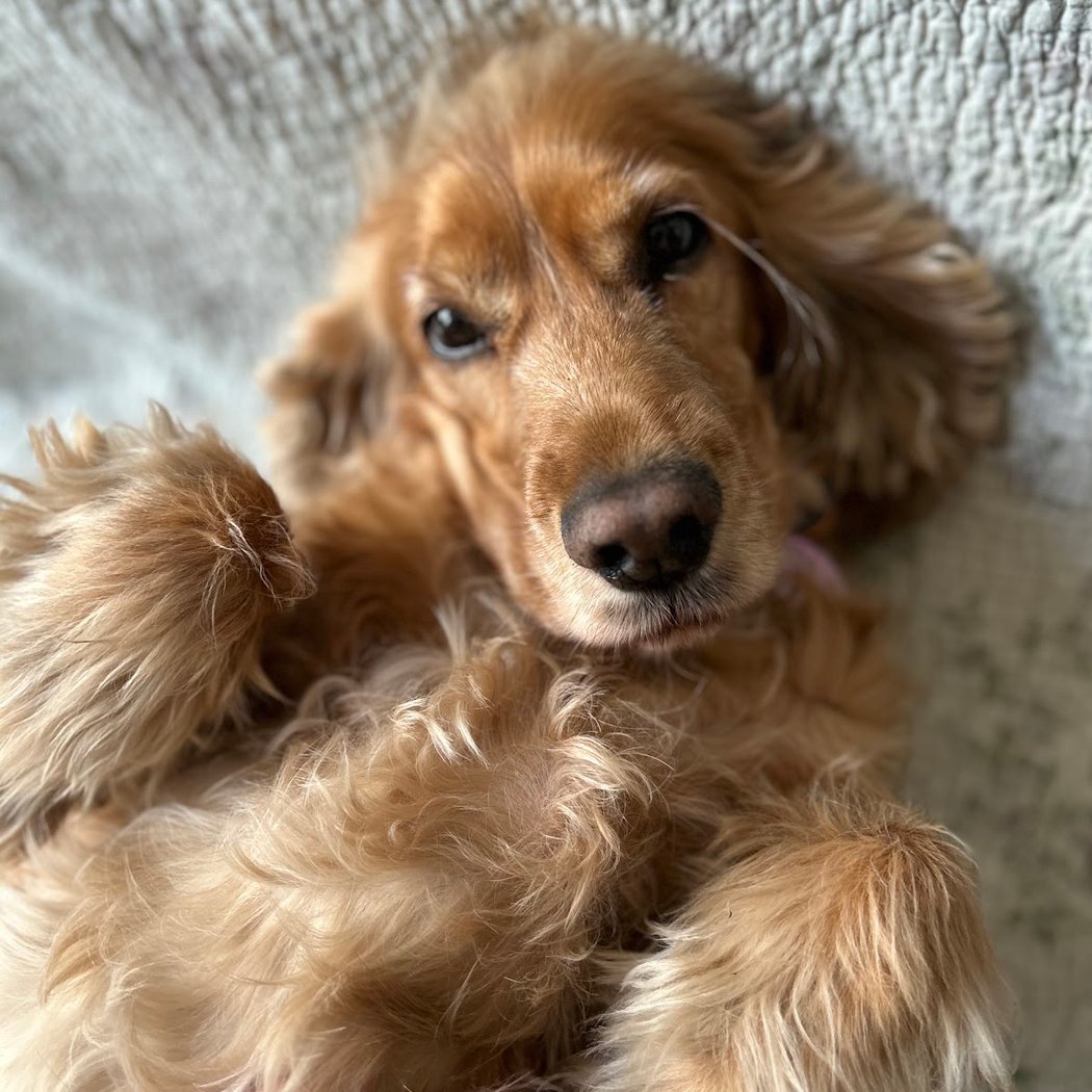 Rêve de Chien 1