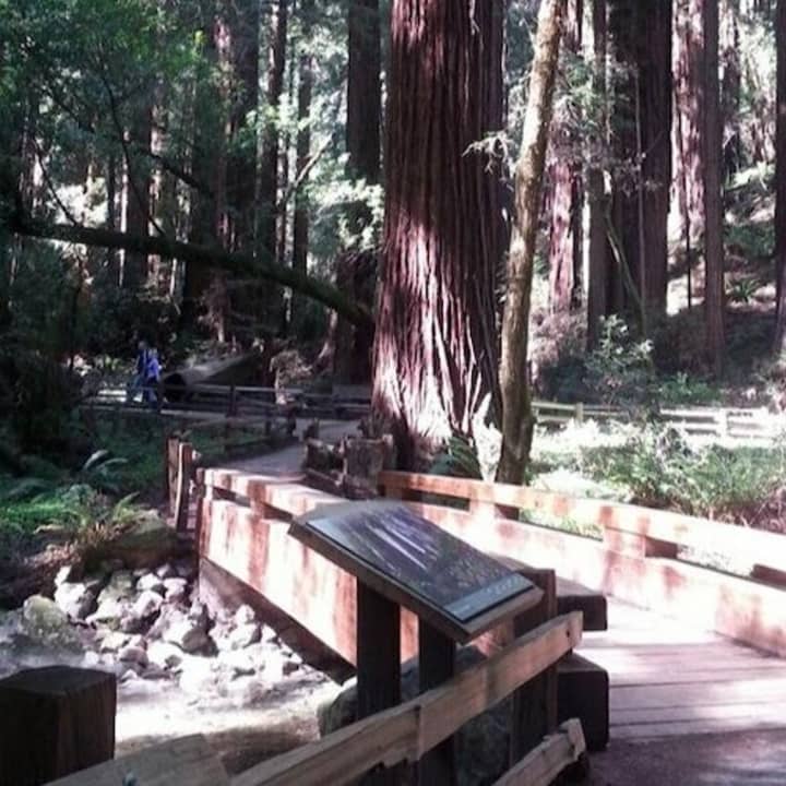 Muir Woods: Half-Day Trip 2