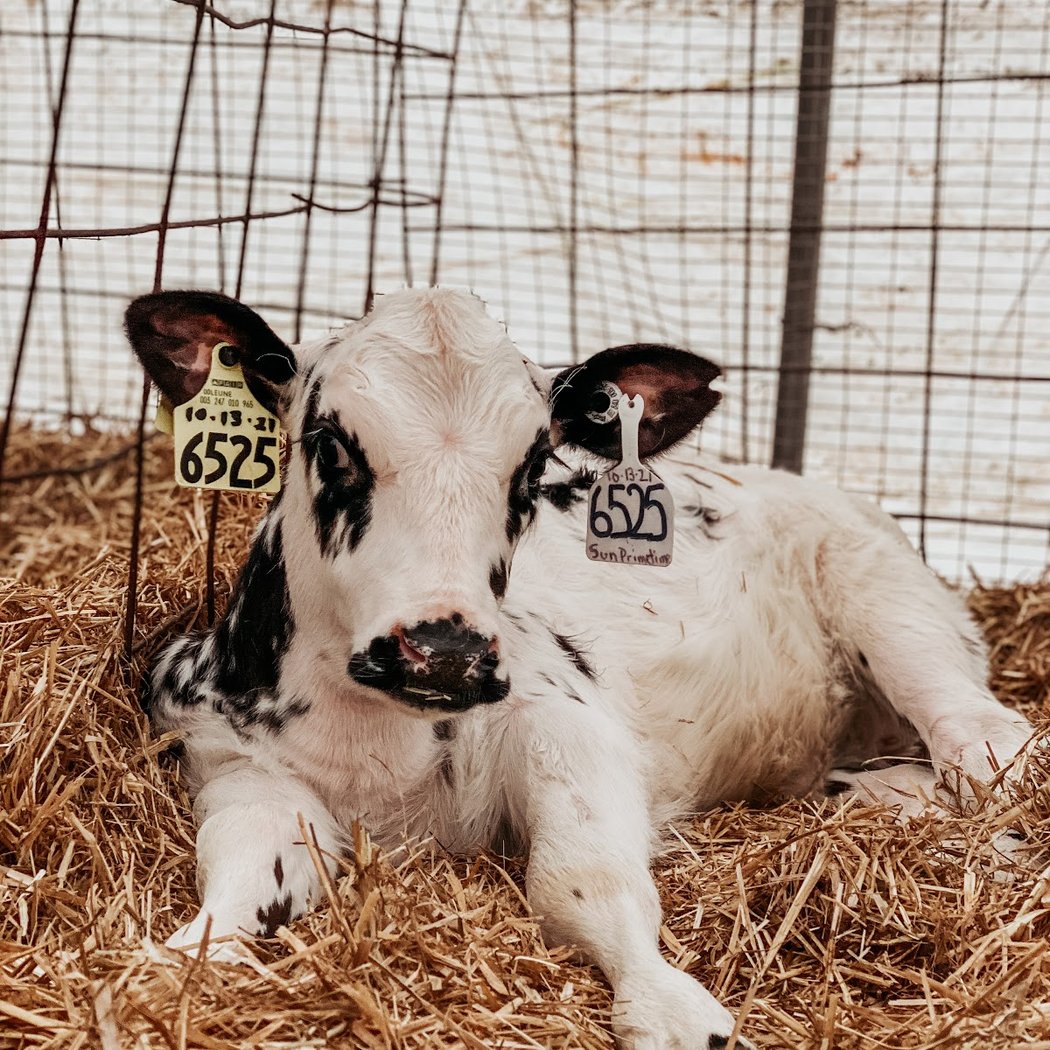 Maple Lane Farms 3