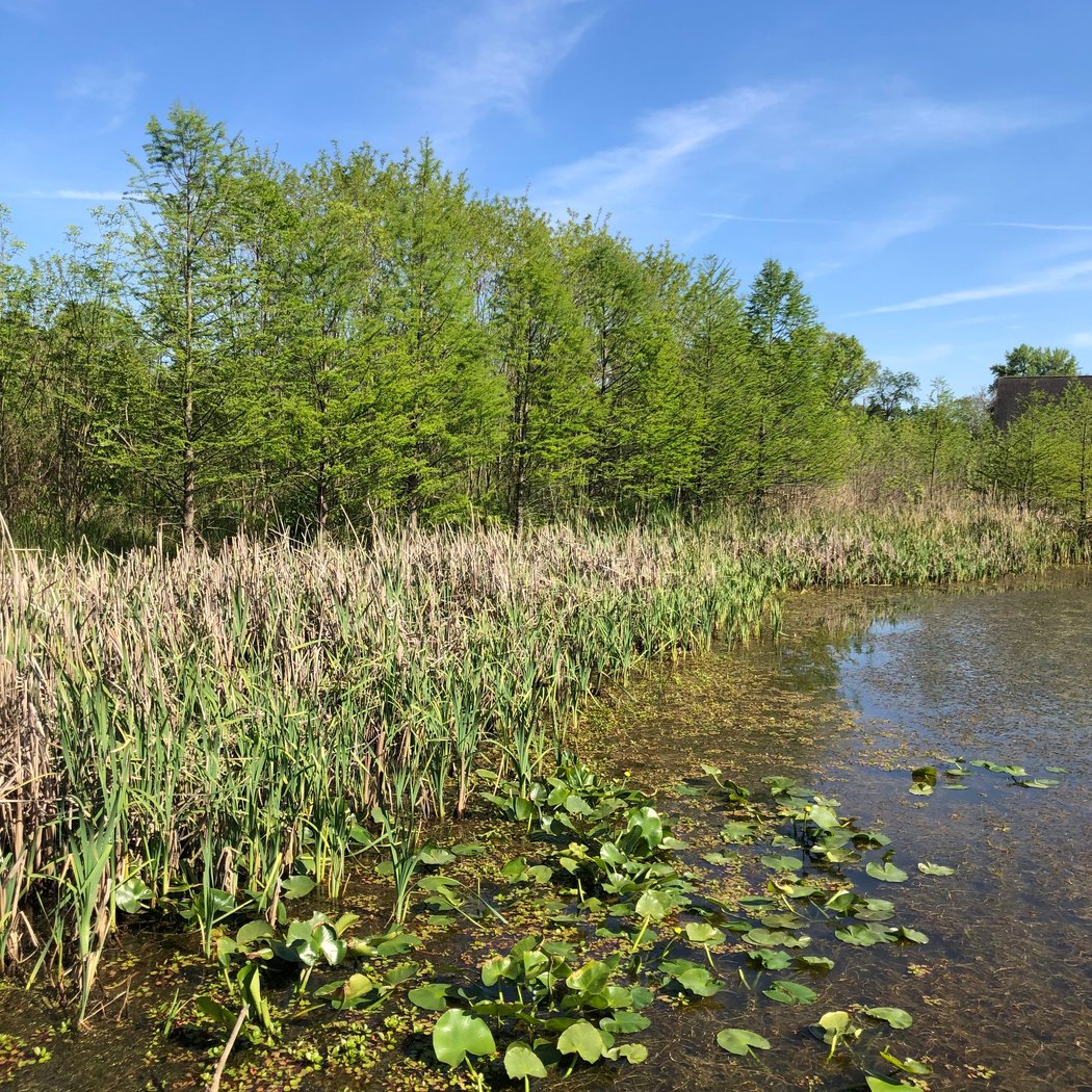 Howell Wetlands 3