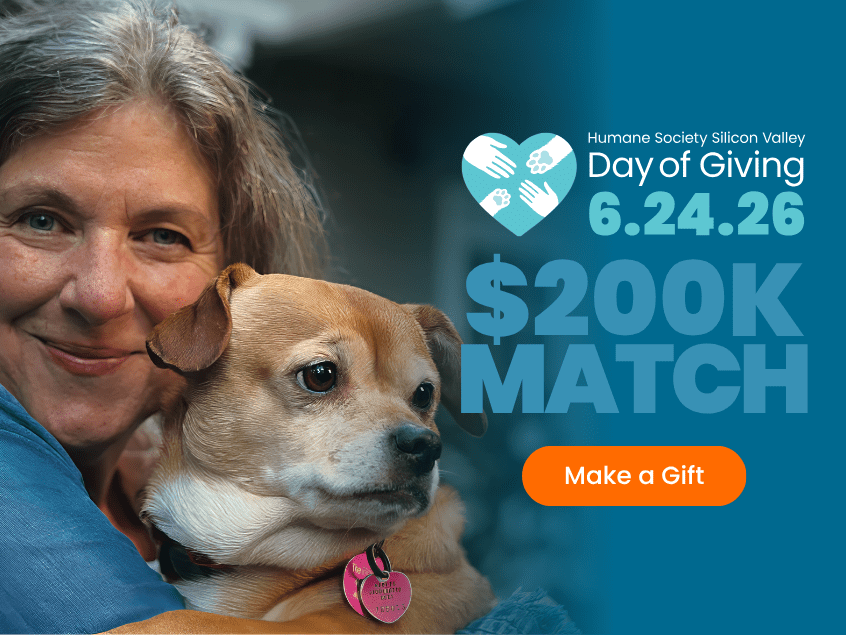 HSSV Day of Giving