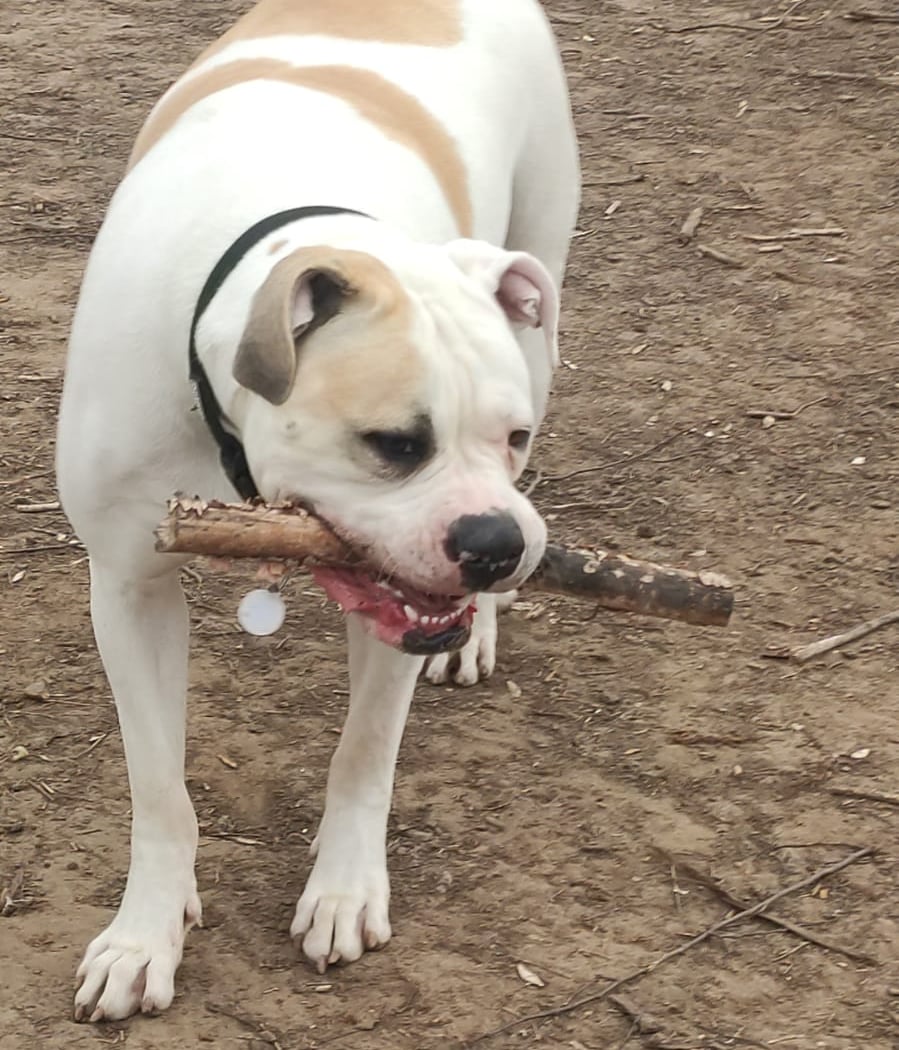 Templars Dog park 1