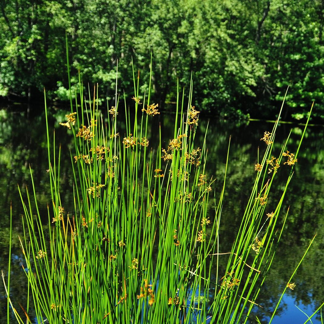 Bear Swamp Natural Area 3