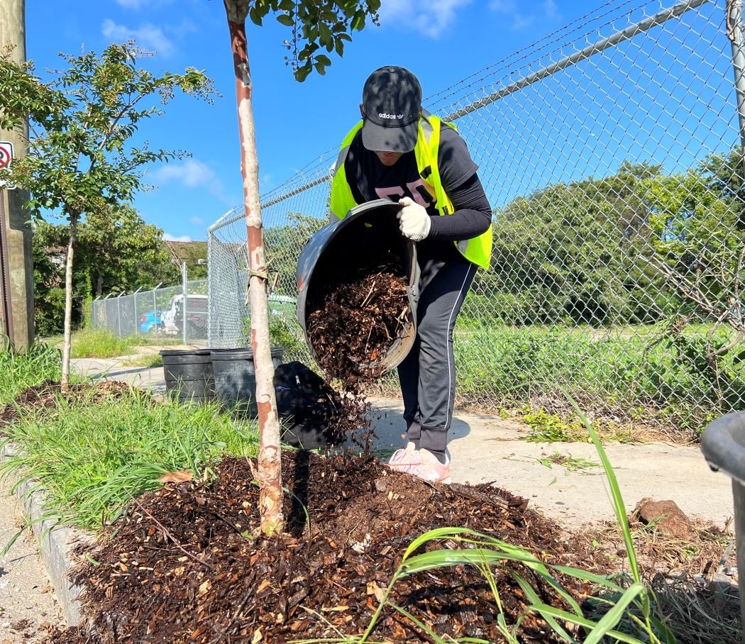 Tree Care in Candler Park 3