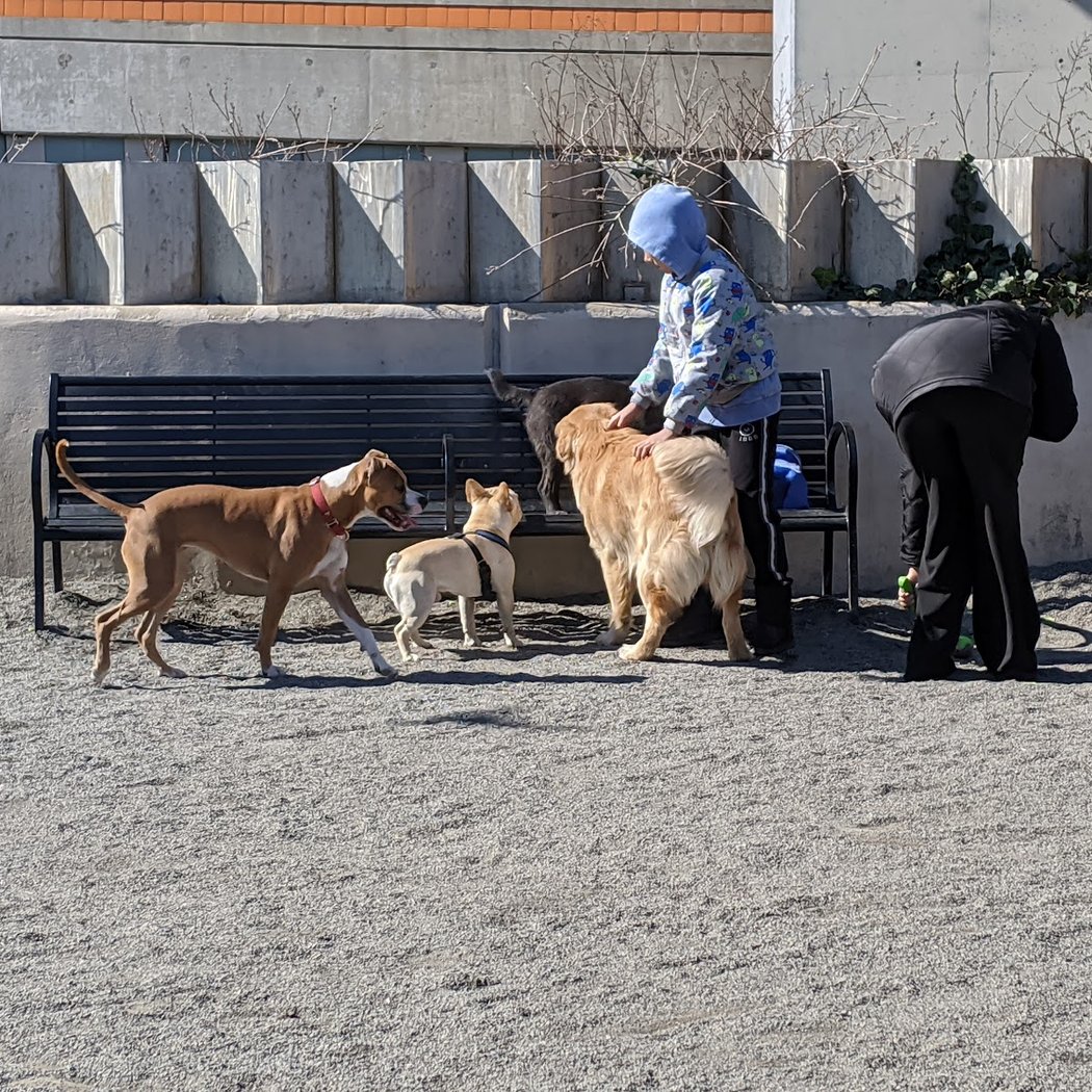 East River Esplanade Dog Run 3