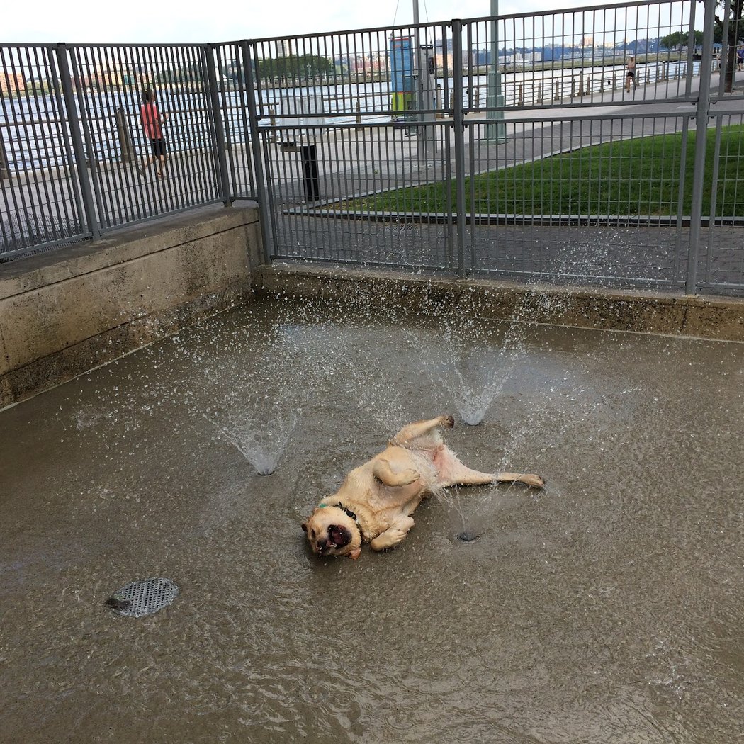 Leroy Street Dog Park 4