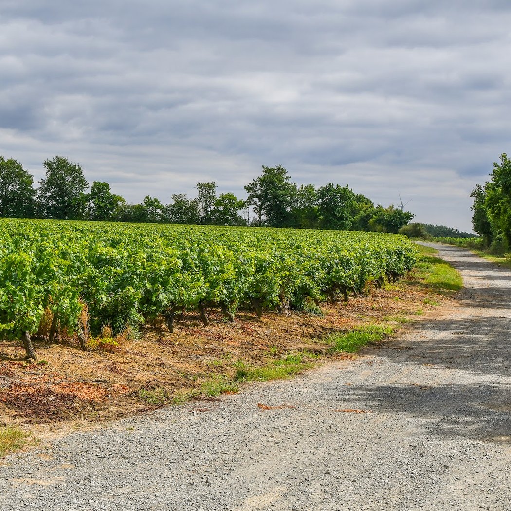 Circuit Les Vignes 1