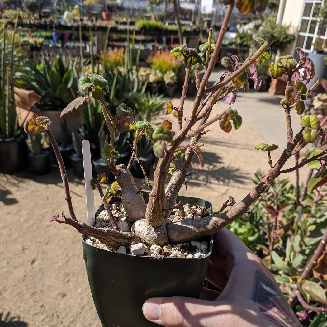 Green Jeans Garden Supply 1