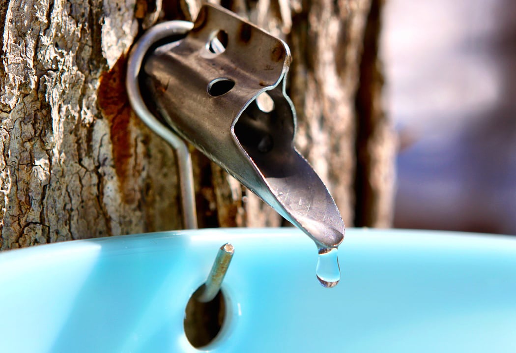 Maple Sugaring Through the Ages 1