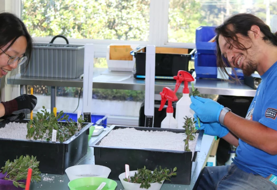 Presidio Nursery 1