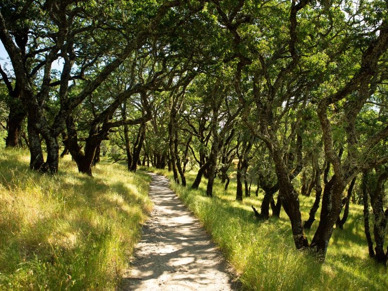 Shiloh Ranch Regional Park 1