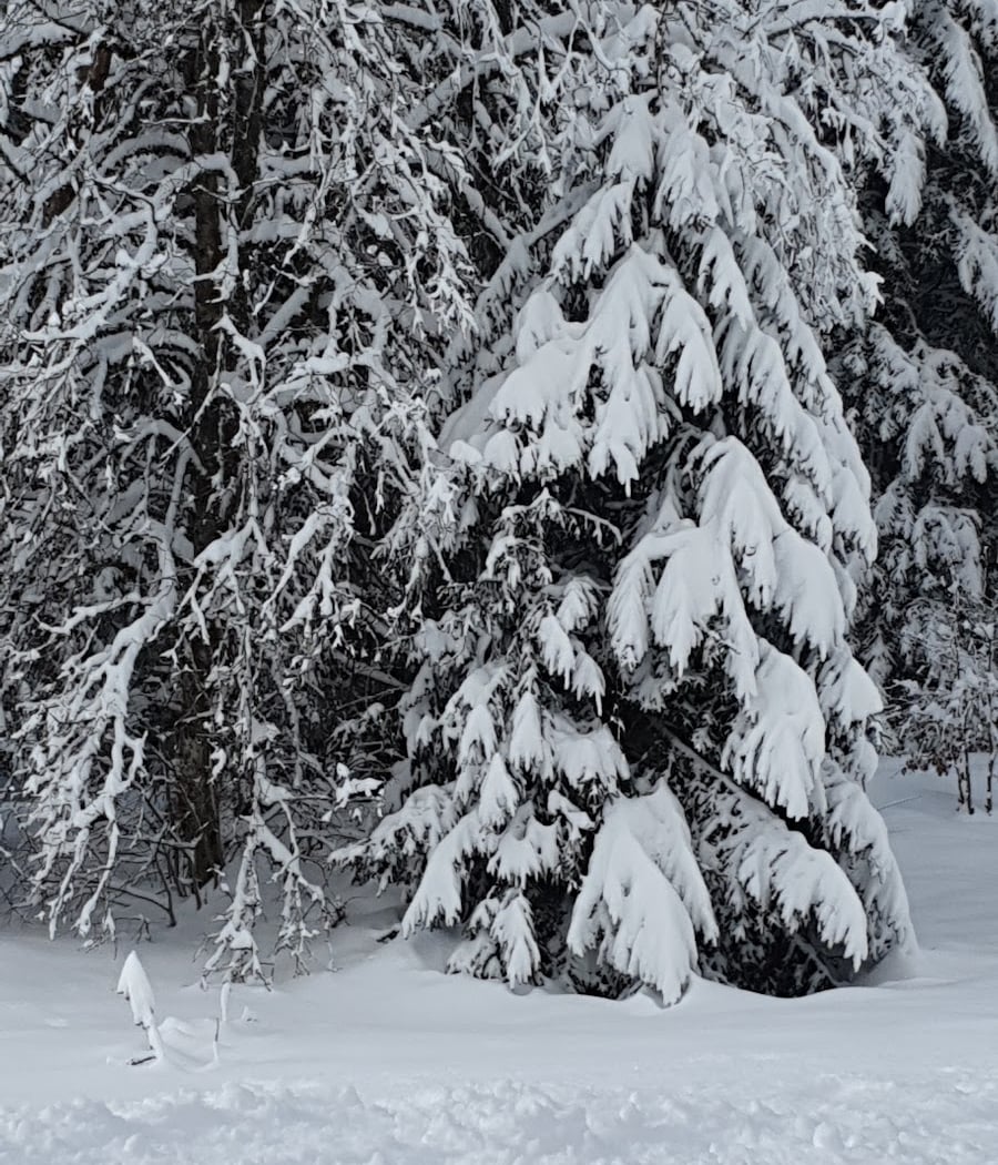 Morbier 3