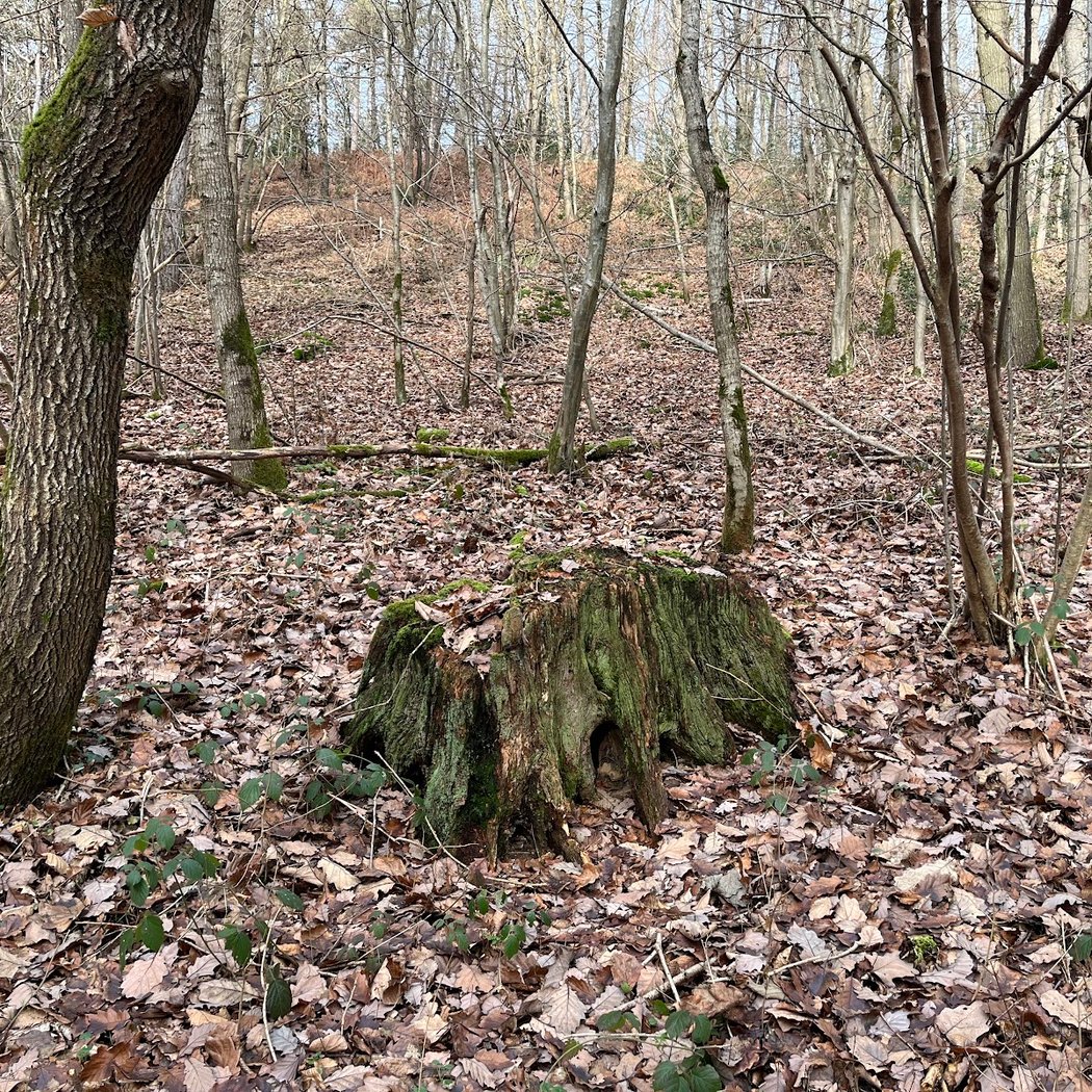 Forêt de Dourdan 3