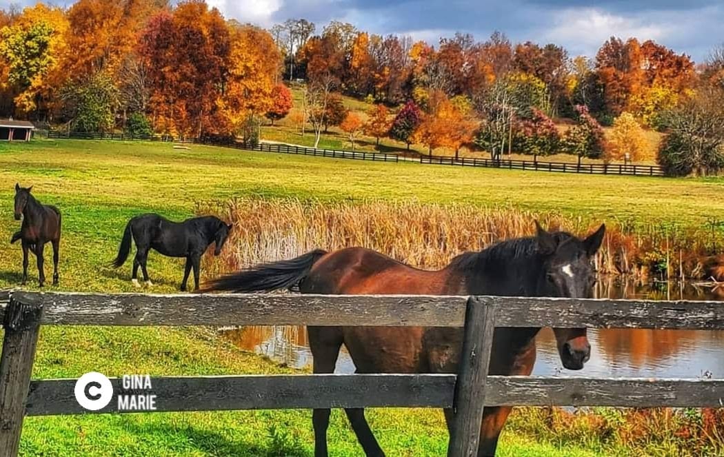 Dutchess County 4