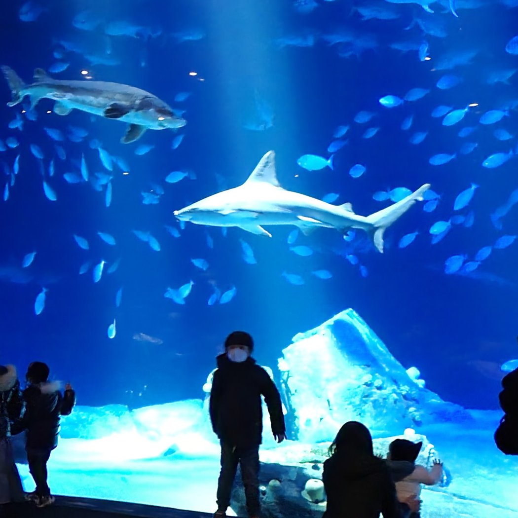 The New York Aquarium 3
