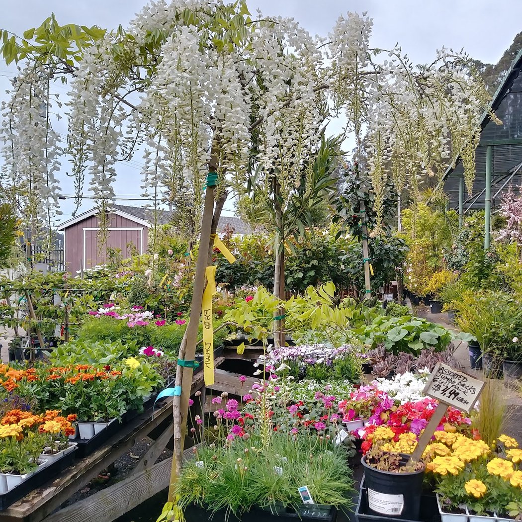 Bongard's Treescape Nursery 1