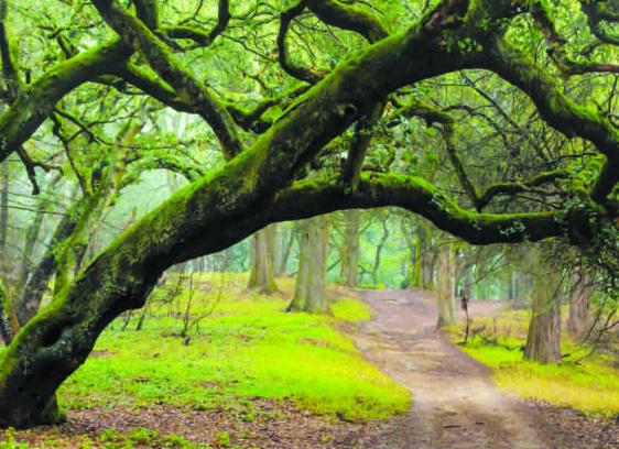 Reinhardt Redwood Regional Park 3