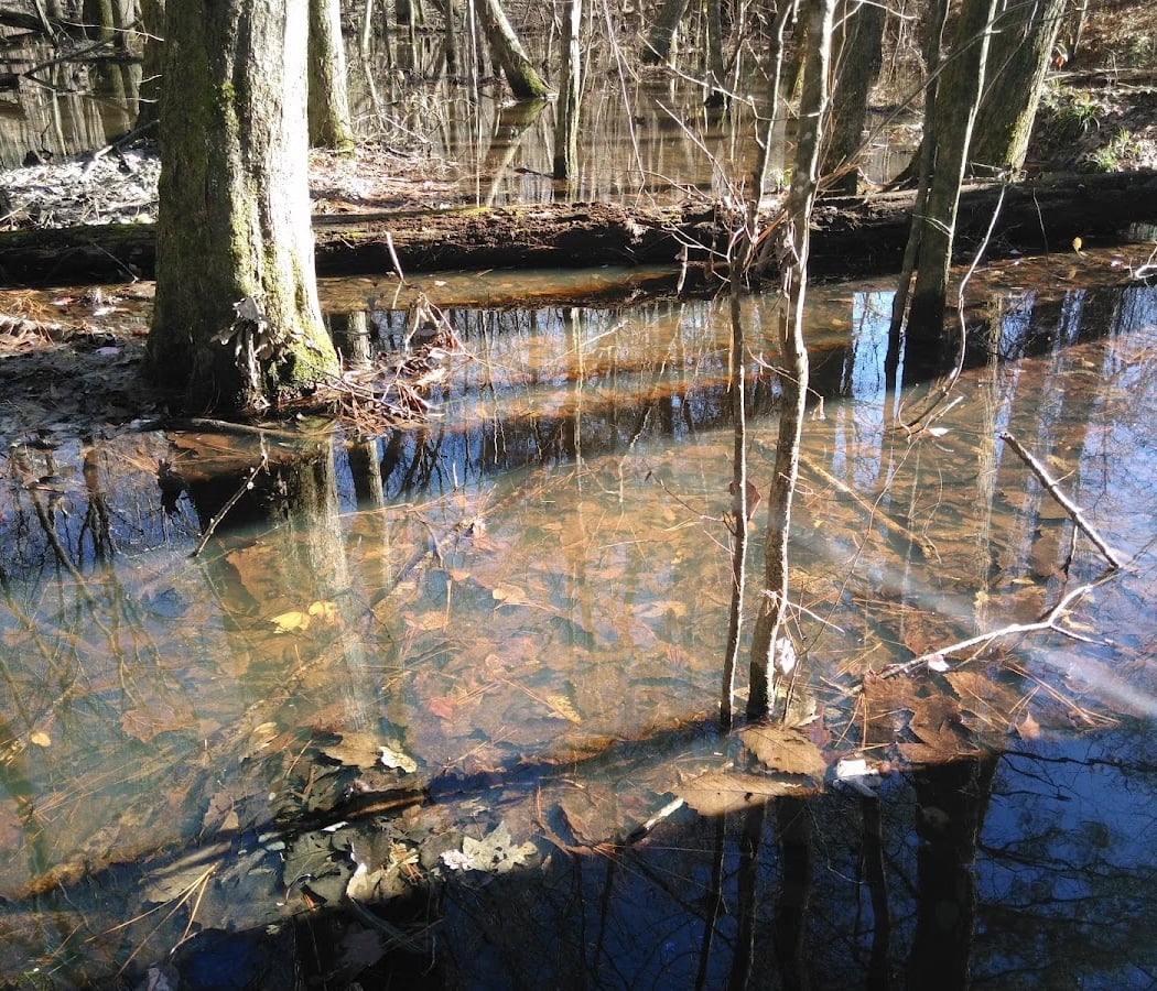 Flat Creek Nature Area 3