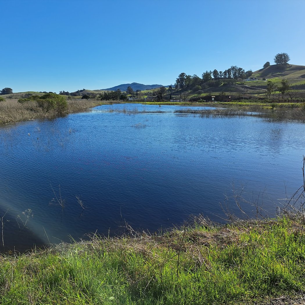 Petaluma Marsh 3