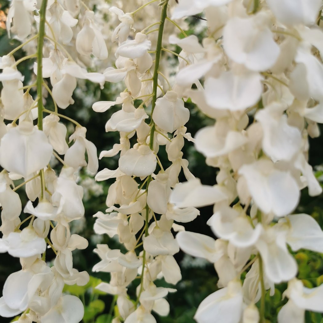 Bonnin Garden 1