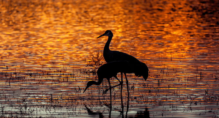 Birding After Hours 2