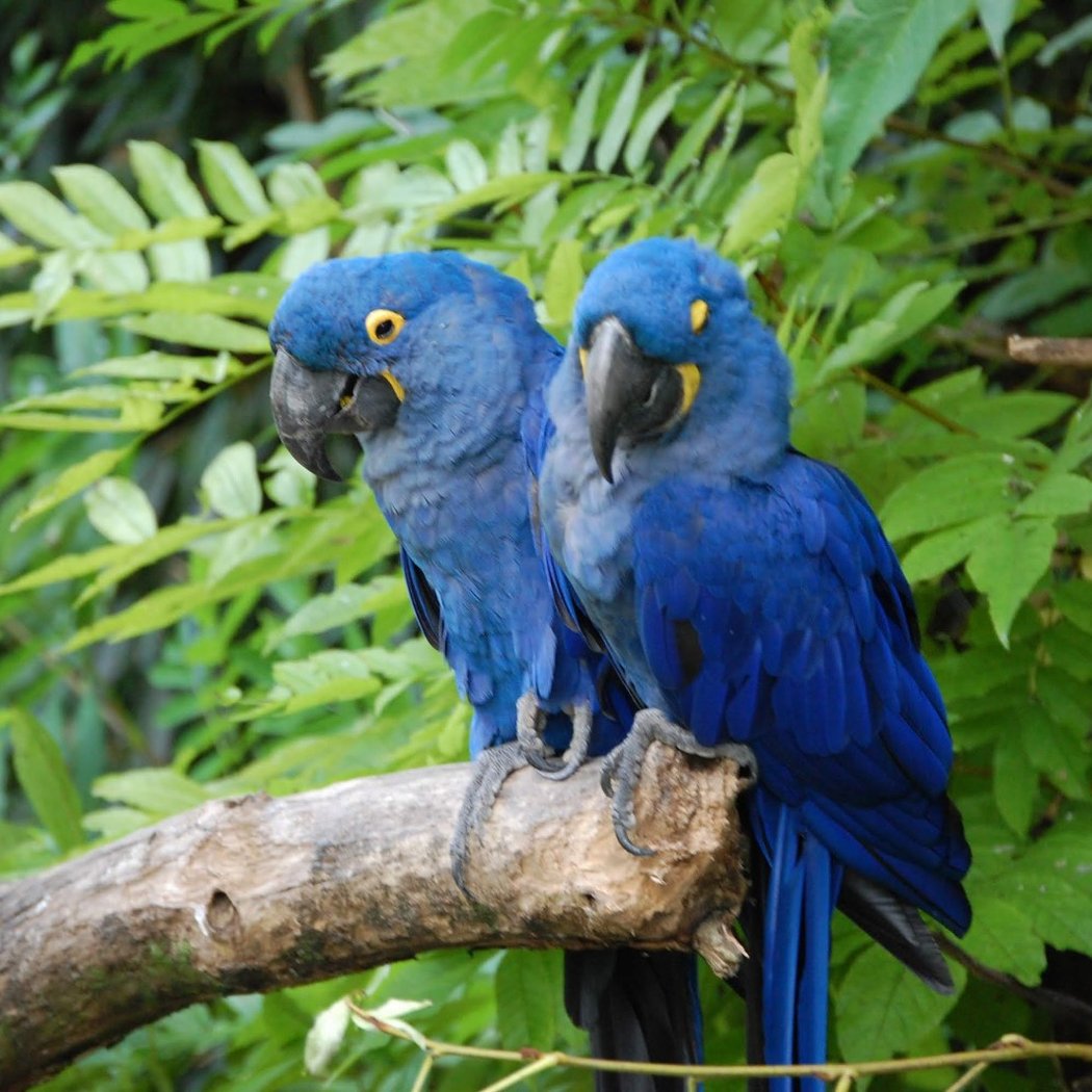 Bird park Villars les Dombes 2