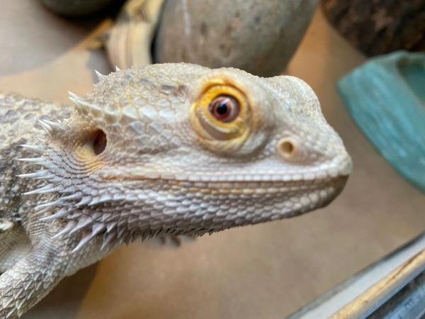 CMC Reptiles: Meet & Hold Live Animals 1