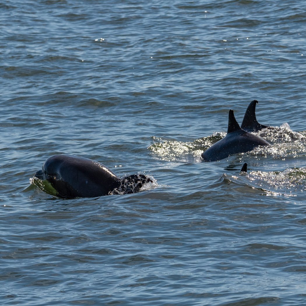 24-Hour Fall Pelagic Bird & Marine Wildlife Trip 1