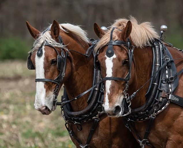 Horsepower Weekend