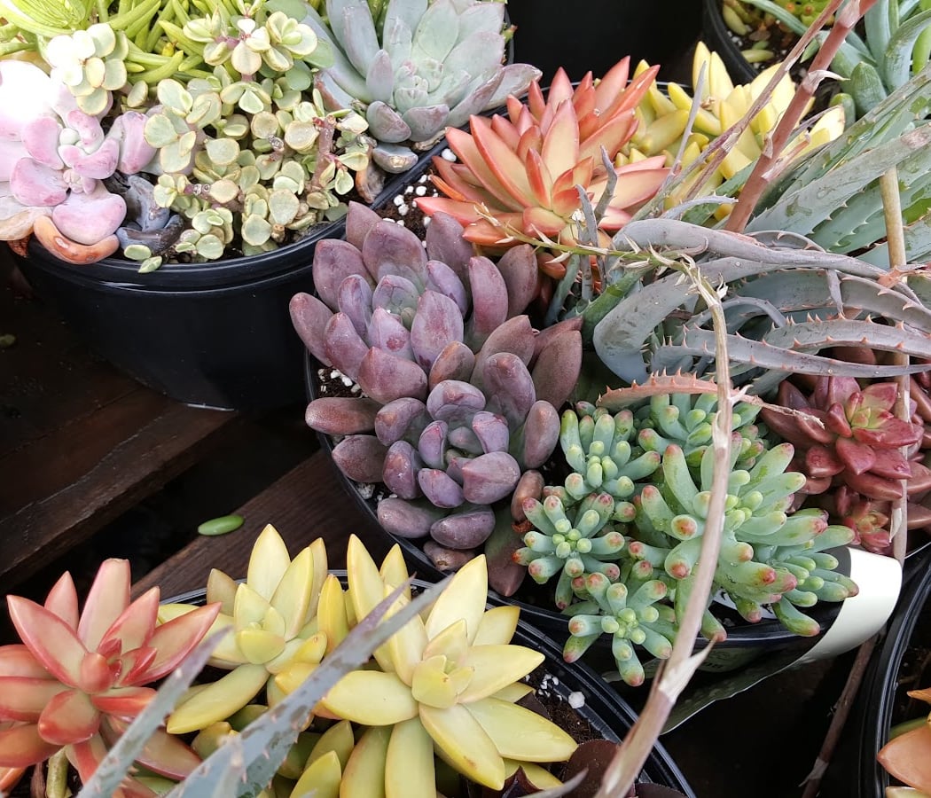 Lowe's Garden Center 1