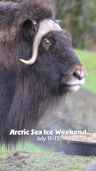 Arctic Sea Ice Weekend 2