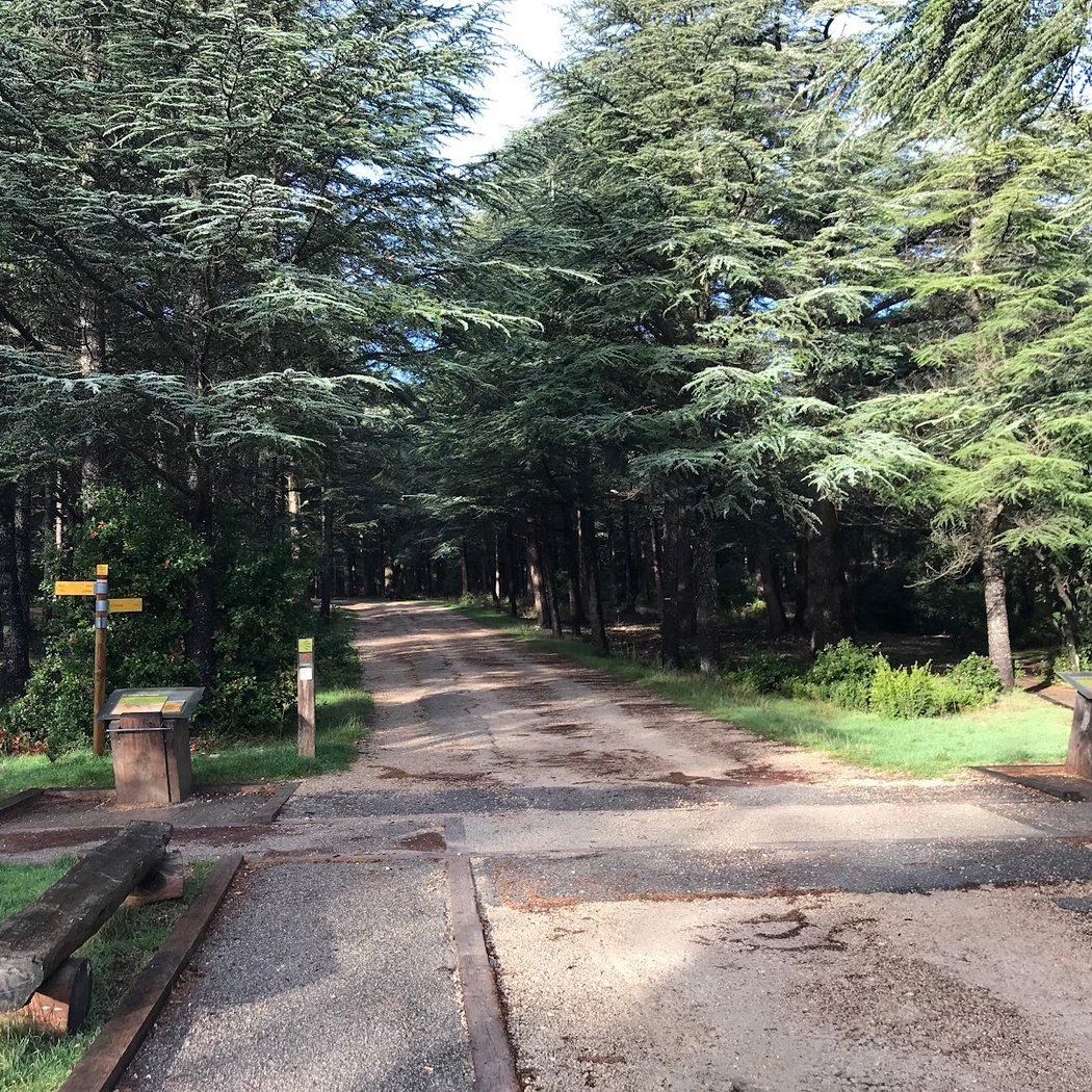 Forêt des cèdres du Luberon 2