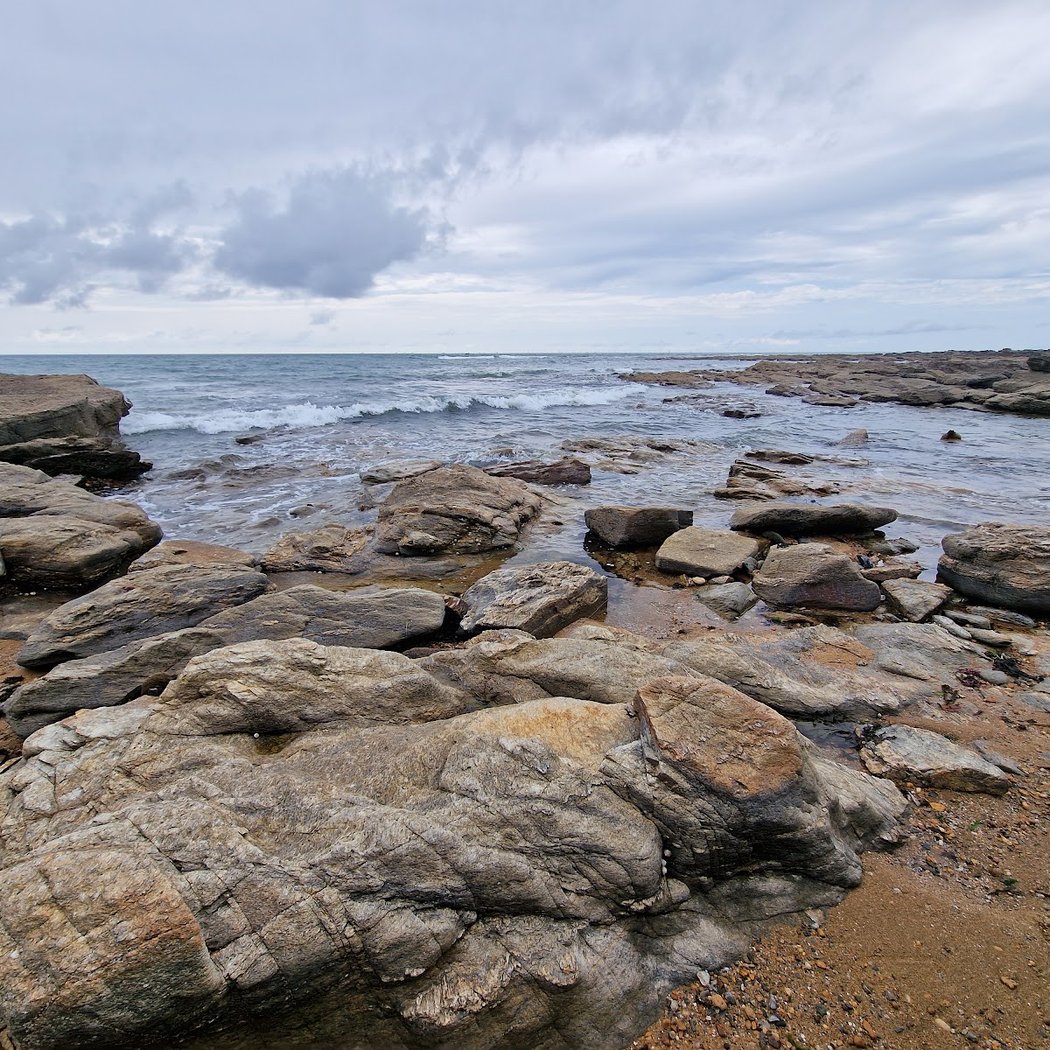 Découverte de l'algue sur le littoral préfaillais 1
