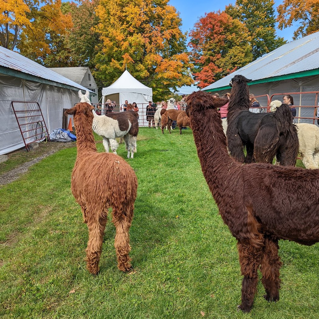 Sheep & Wool Festival 3
