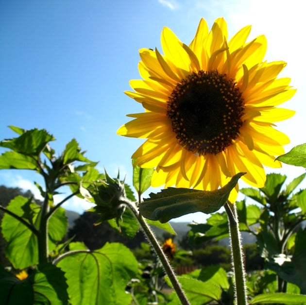 Veggie, Herb & Flower Starts Sale 1
