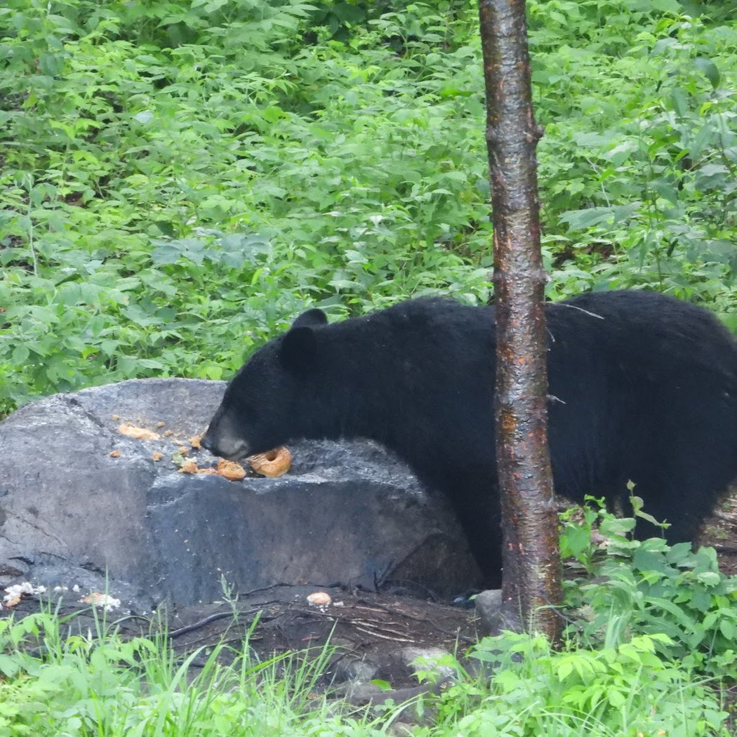 Aventure Lac Saint-Jean - Pêche, Croisière et Ours noir 2